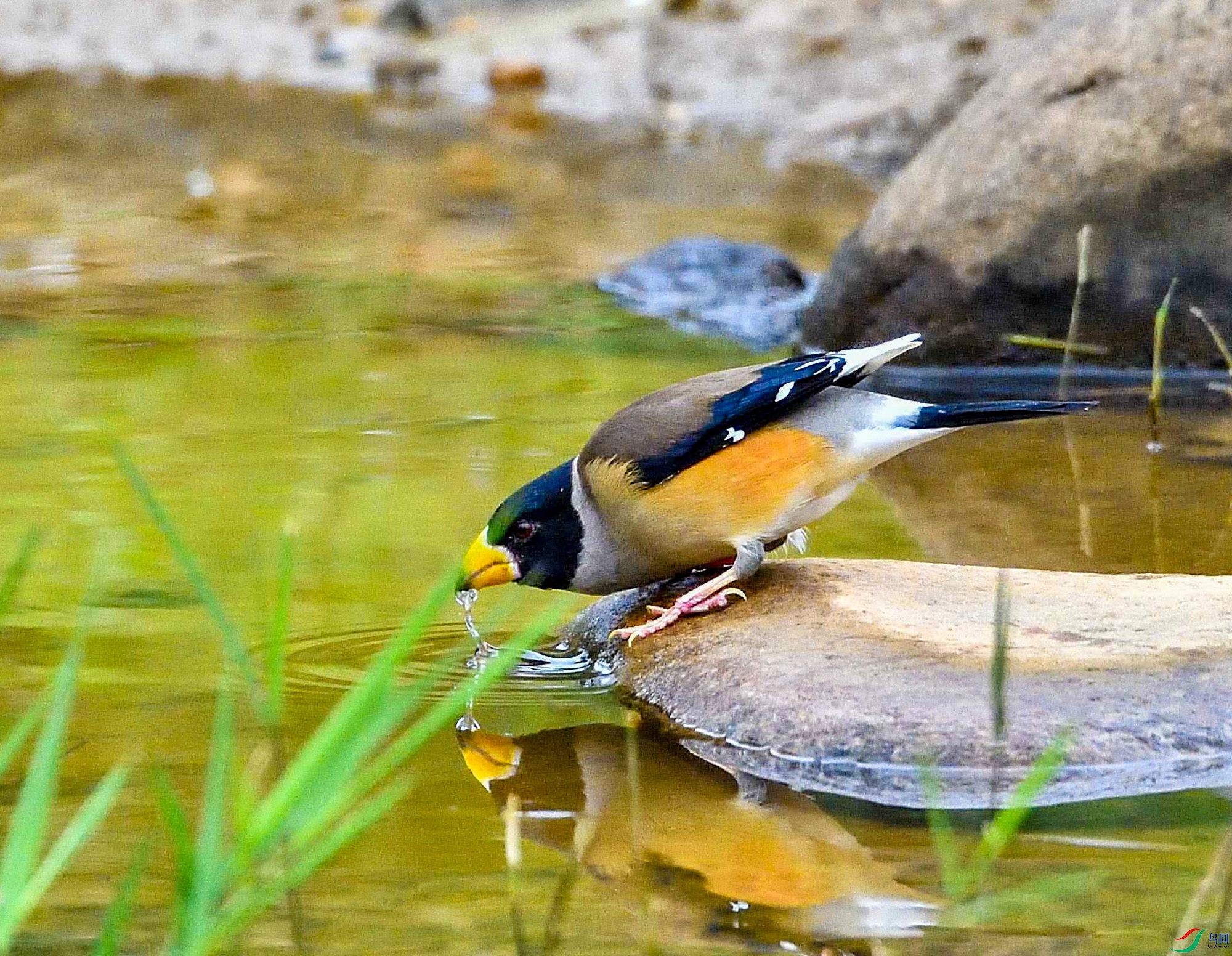 DSC_4377.jpg