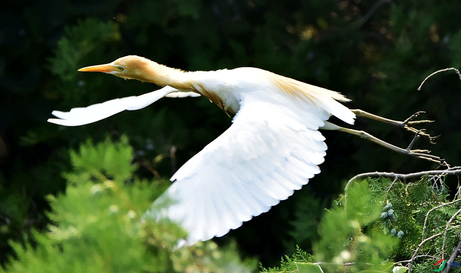 _DSC0029_conew1.jpg