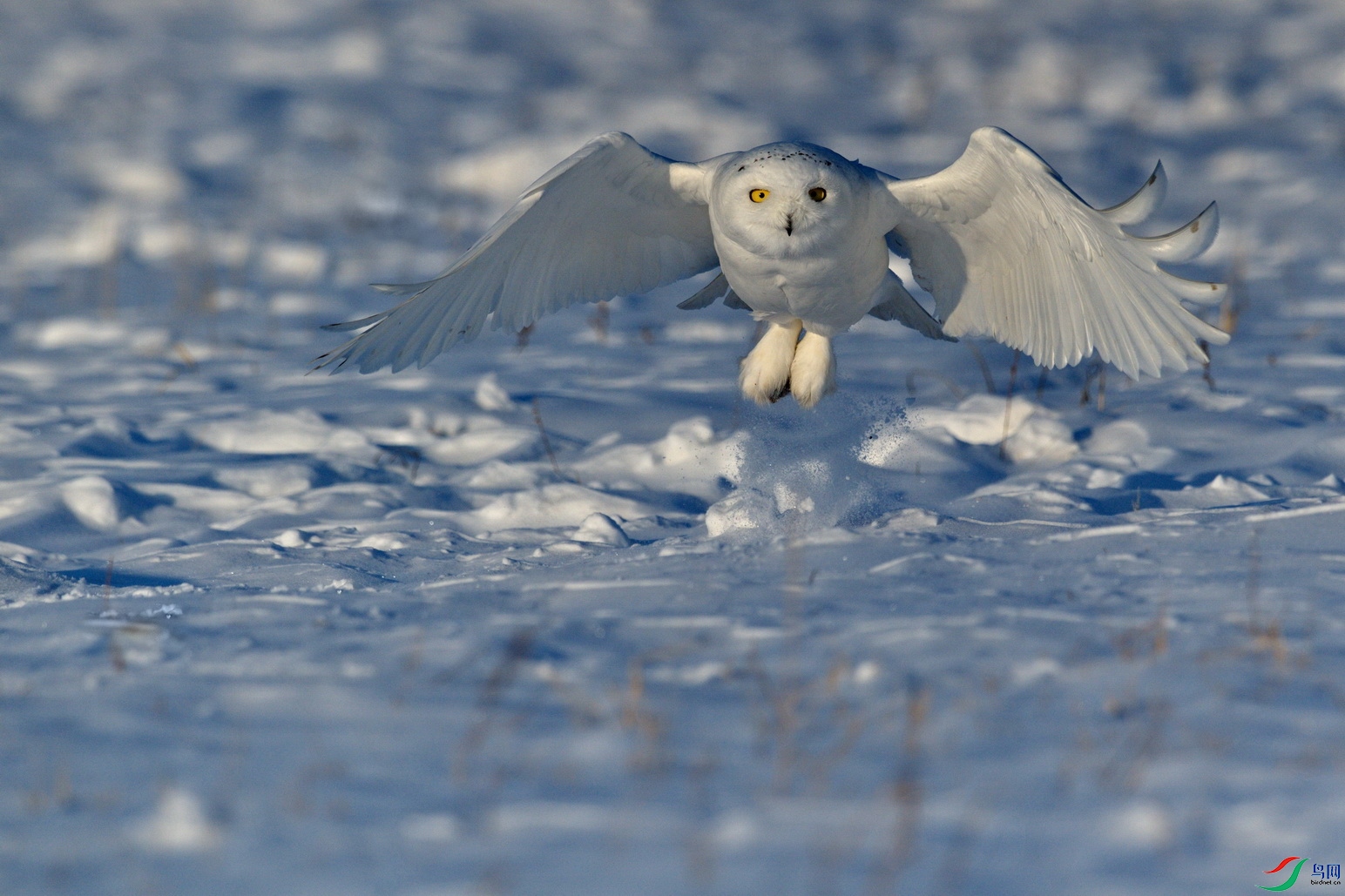 DSC_3176-1.jpg
