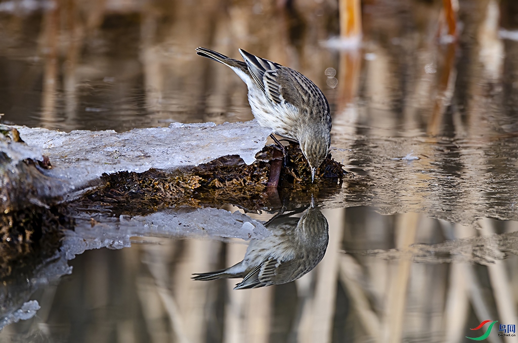 _FSC4902 - ����.jpg