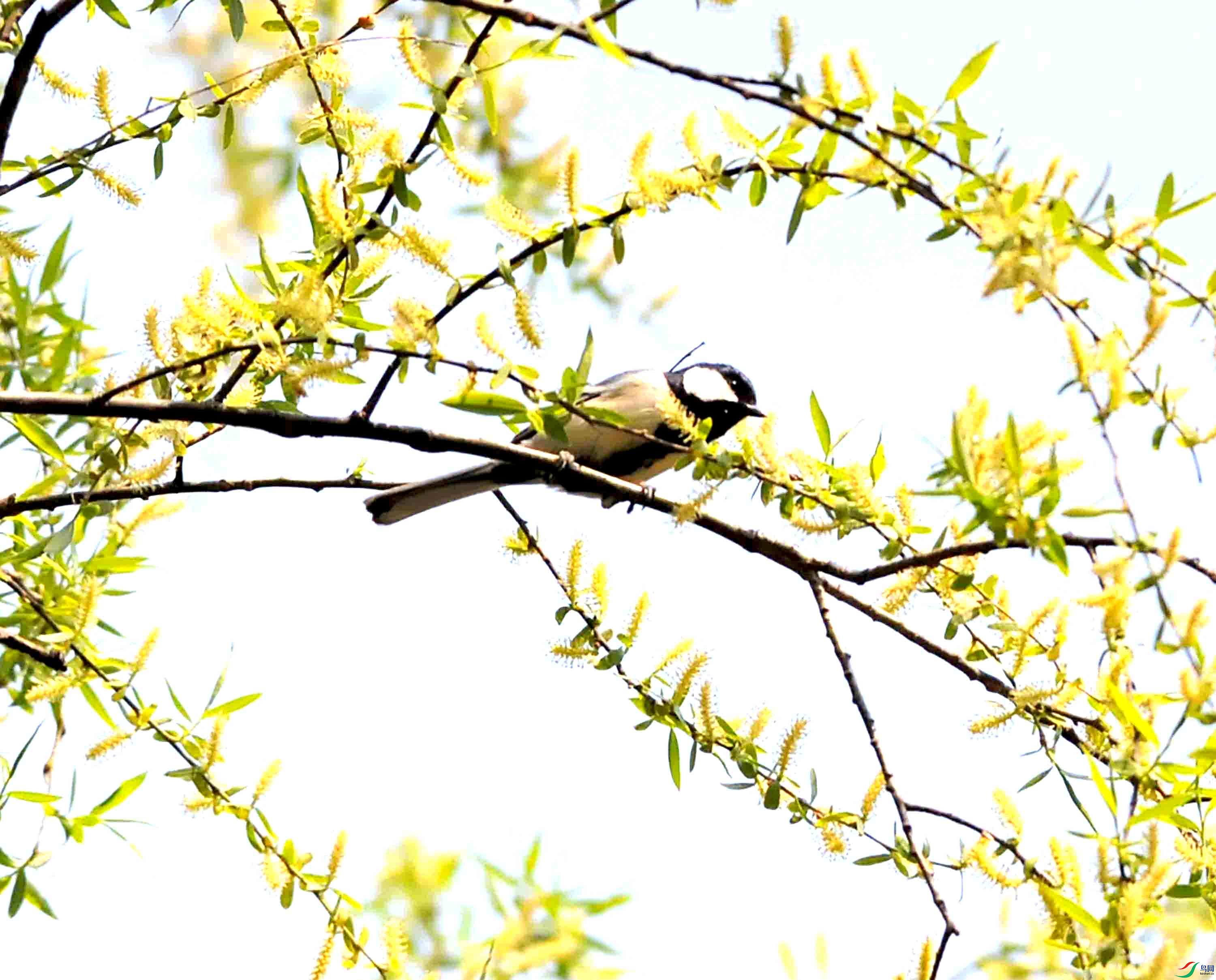 DSC_7005.JPG