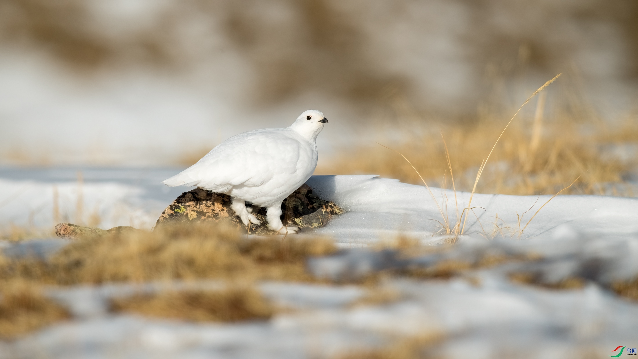 DSC_2234.jpg2.jpg