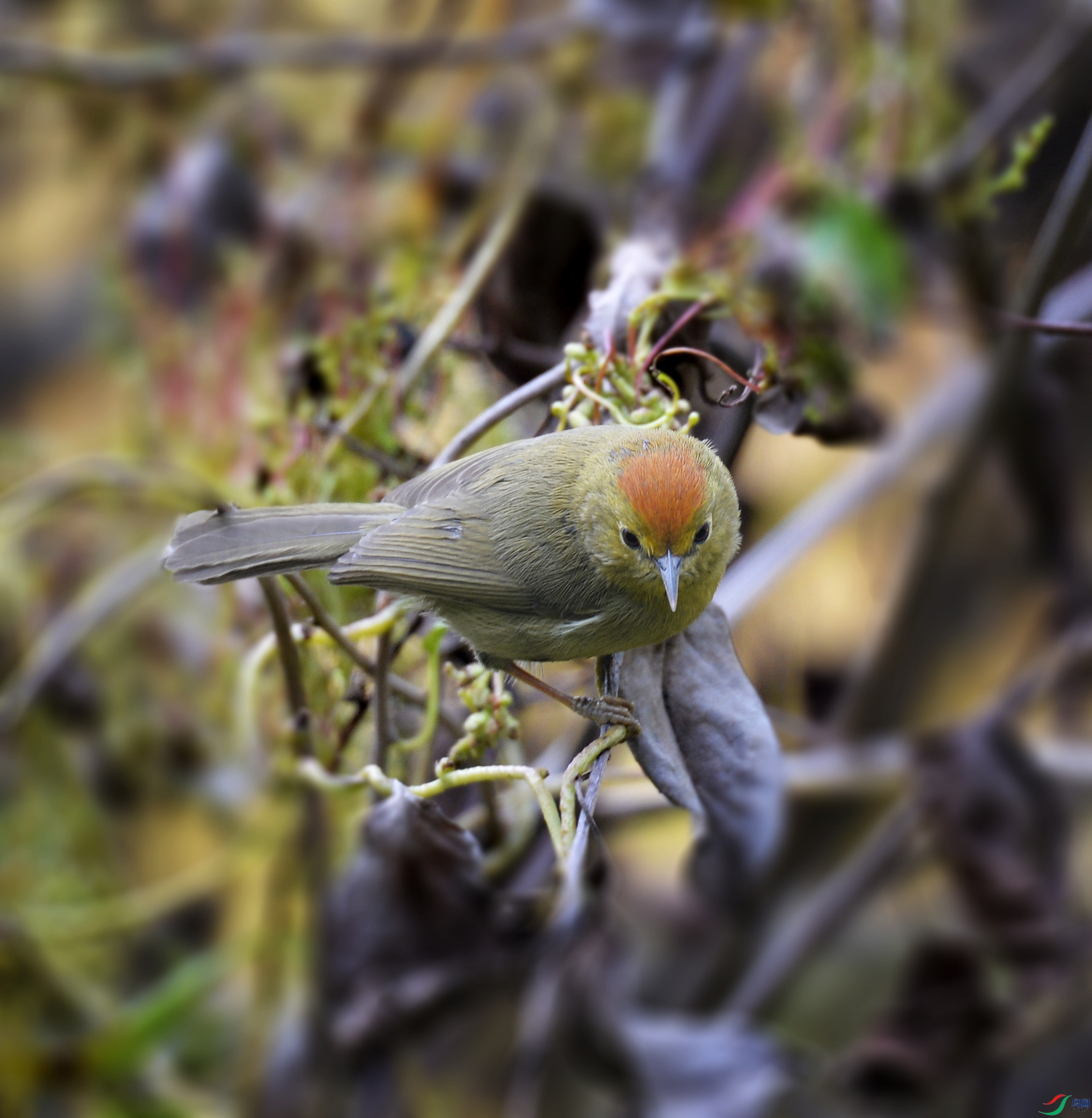 DSC_4327.jpg