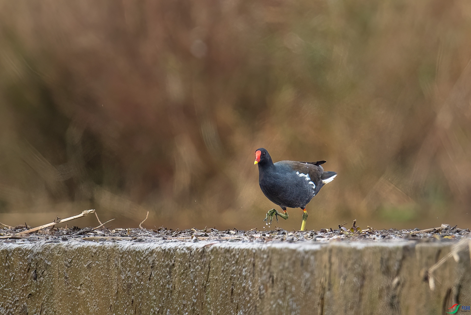 DSC_4783 -1.jpg