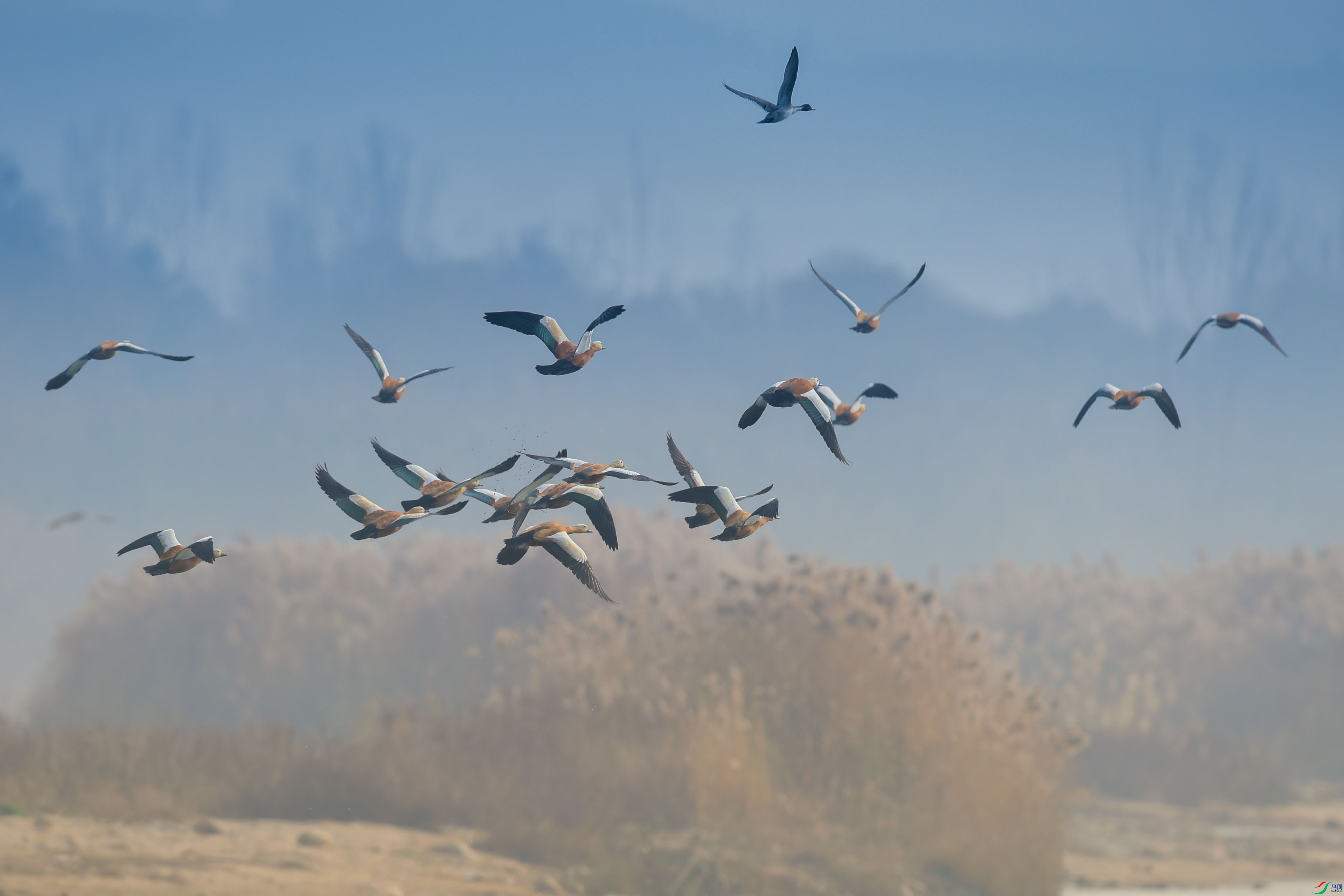 WGL_6910����.jpg