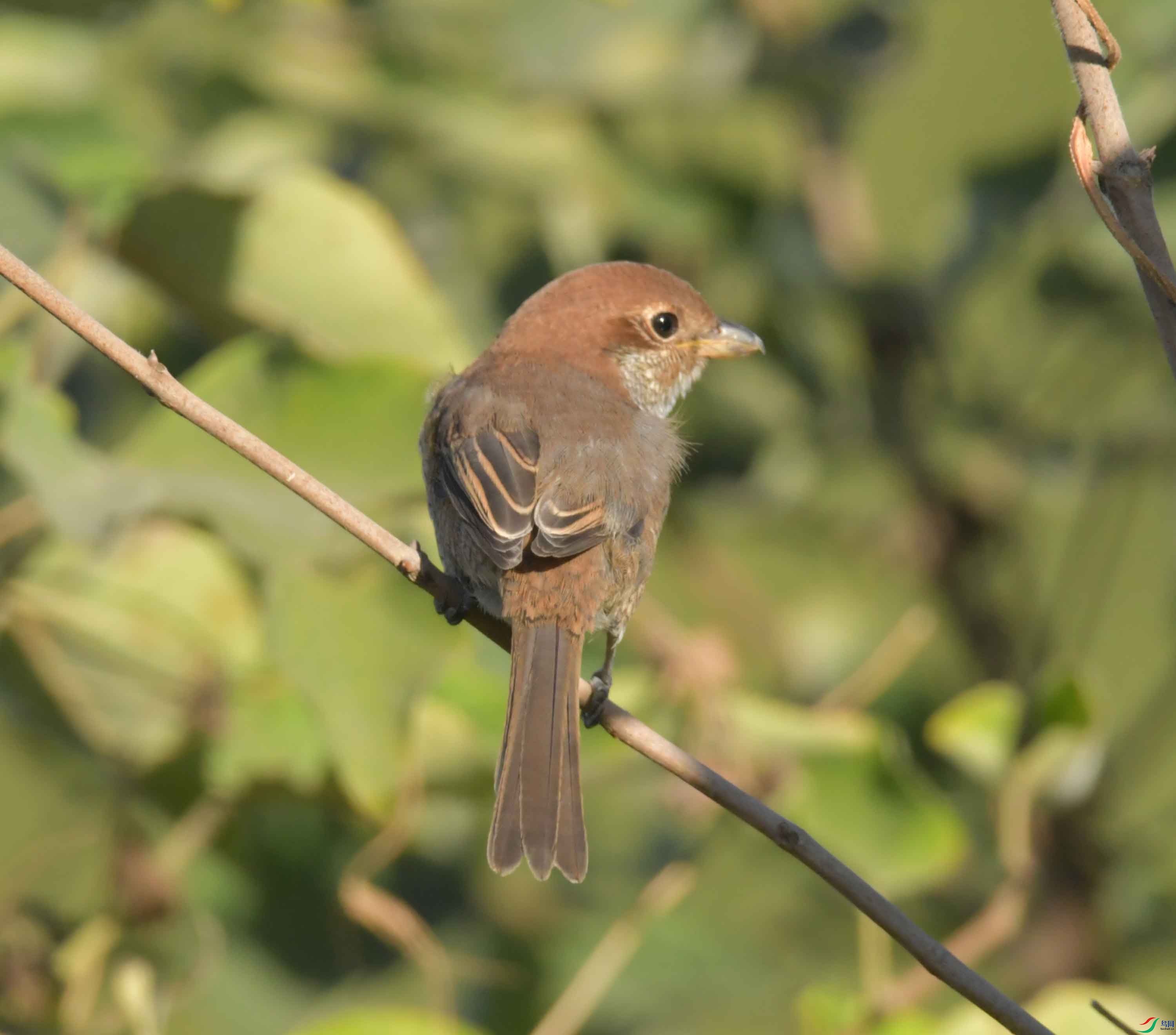 DSC_0130.JPG