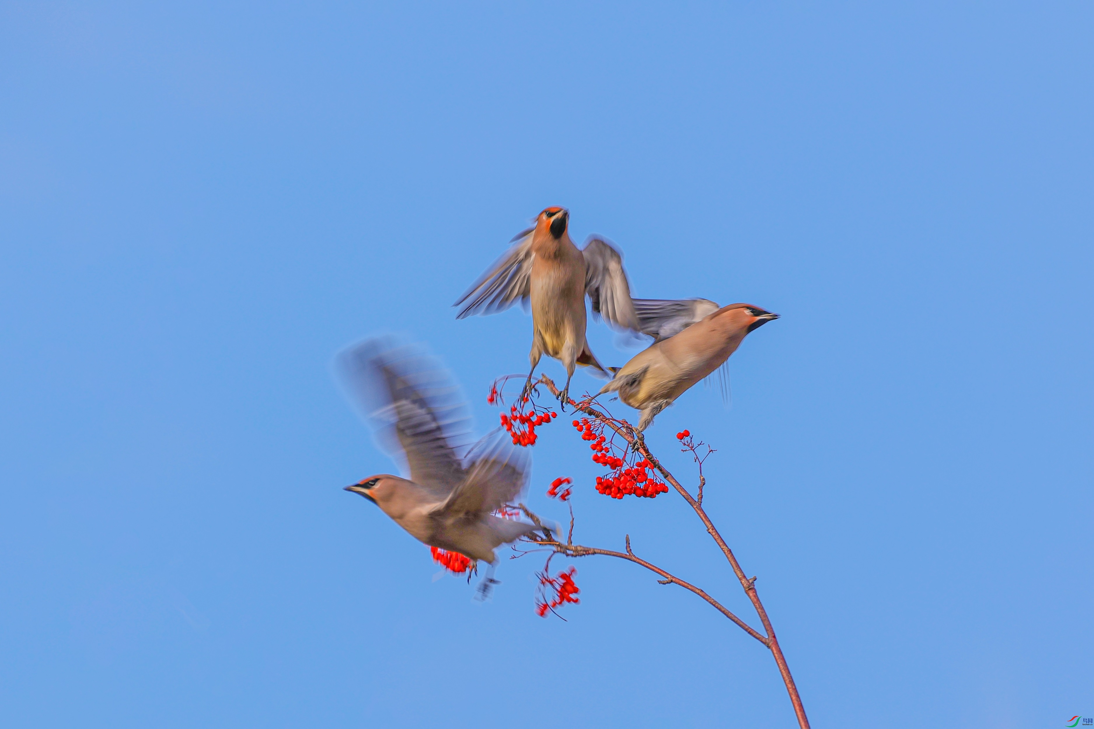 1K3A0733 ����1.jpg