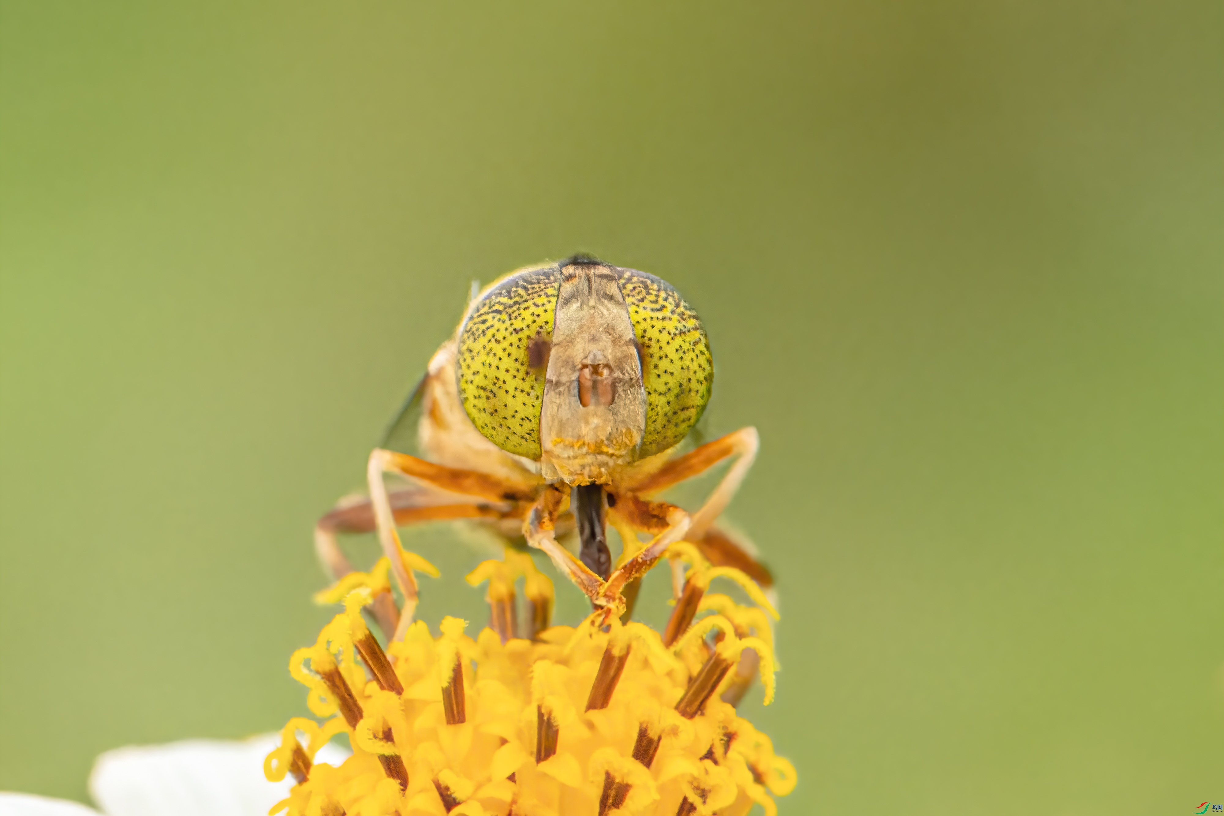 DSC_6965px_1.jpg