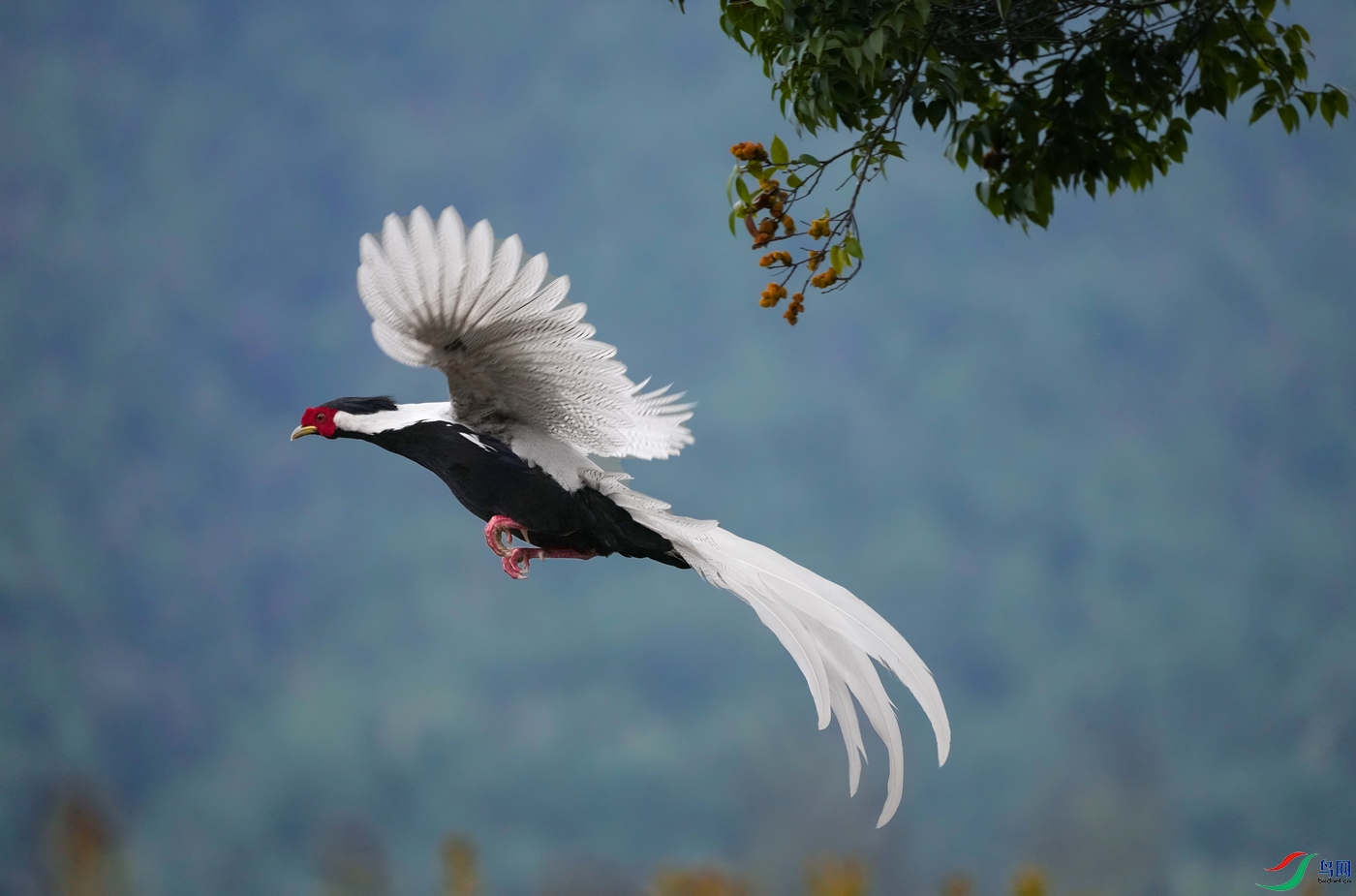 ��ɽ����