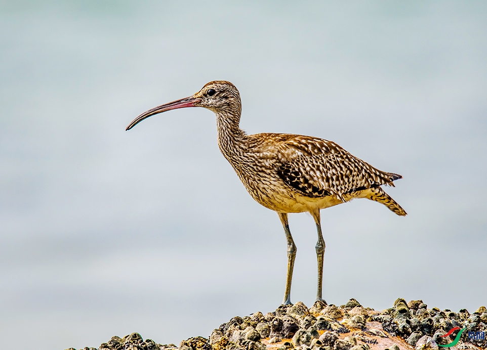 Picture 660050176.jpg