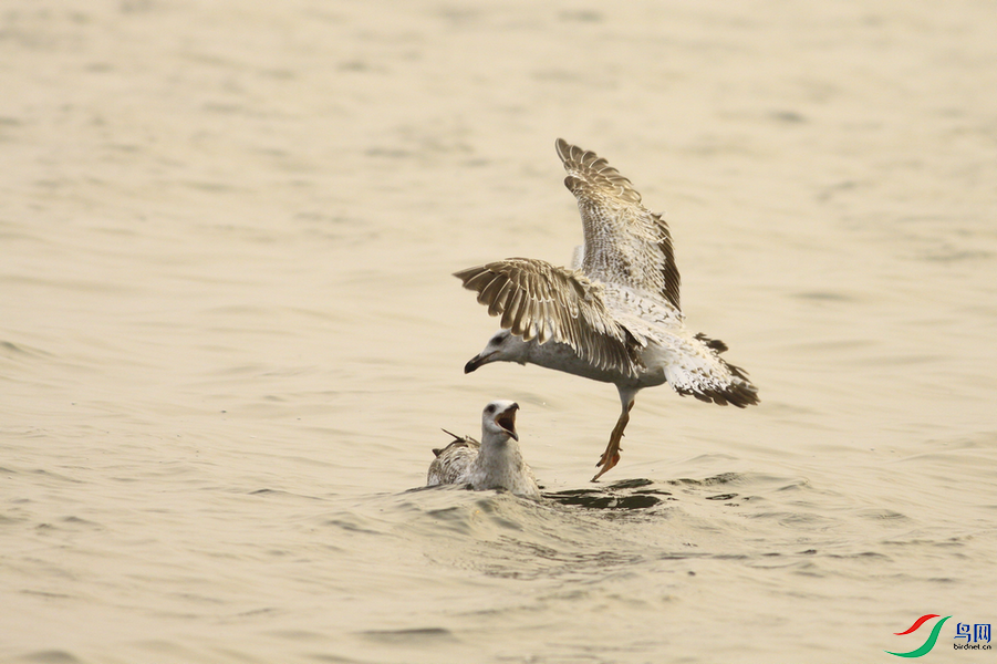 Ÿ1  _MG_6207_cr.png