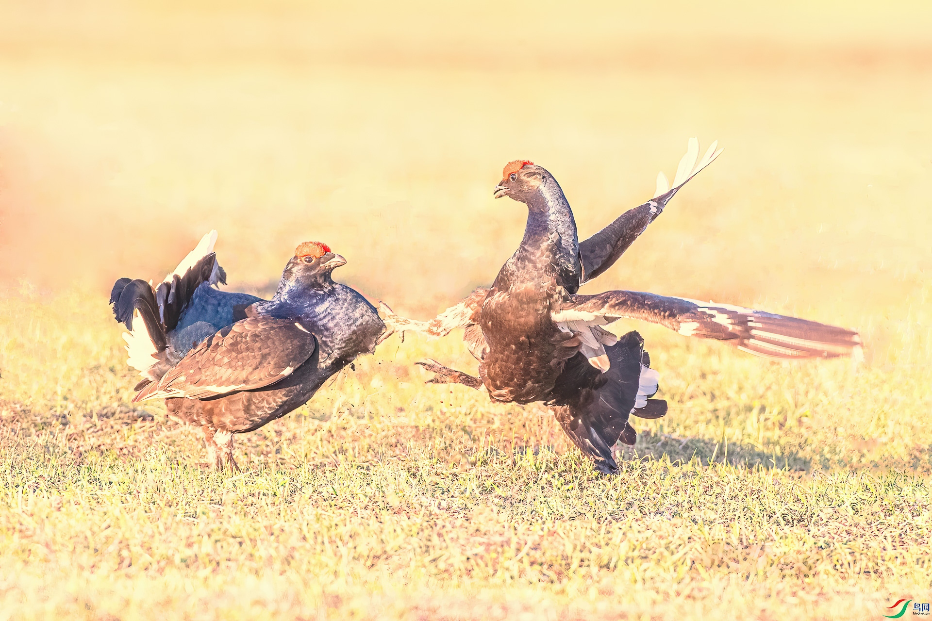 _60I9082--- 12 -8.jpg