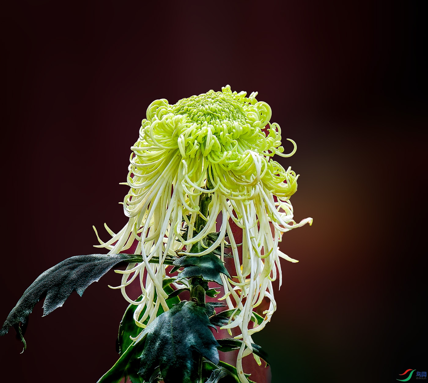 00000IMG_5535 �粨����5000k0.jpg