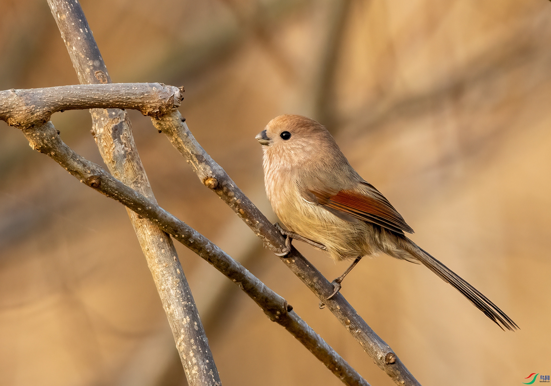 4E9A7881- ����.jpg