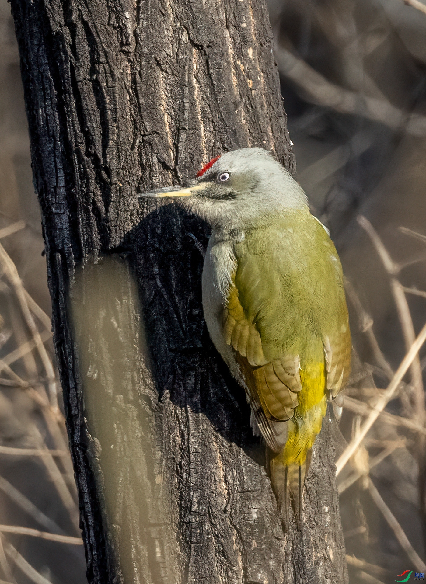 4E9A9731- ����.jpg