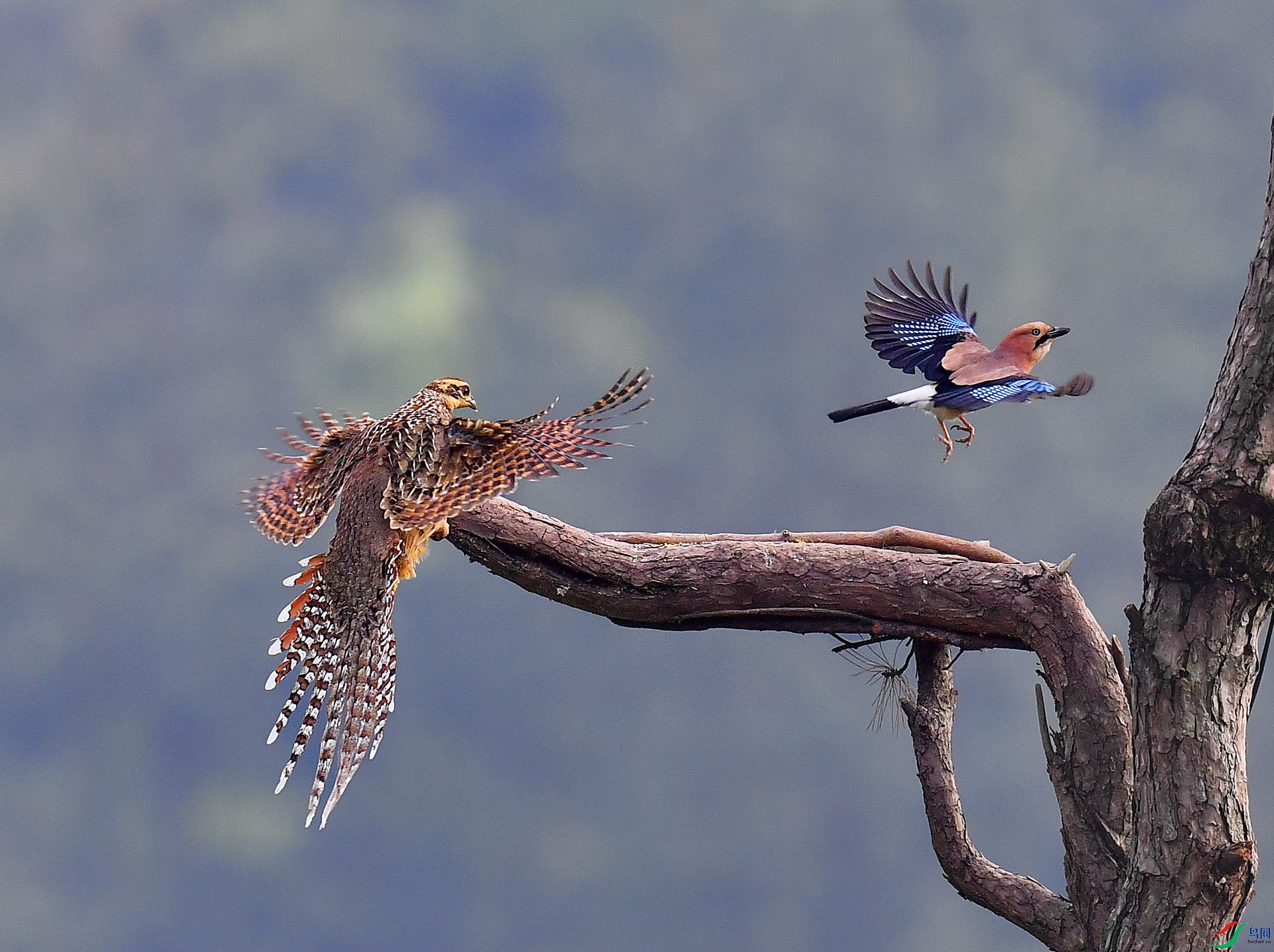 DSC_5397 -1 ����.jpg