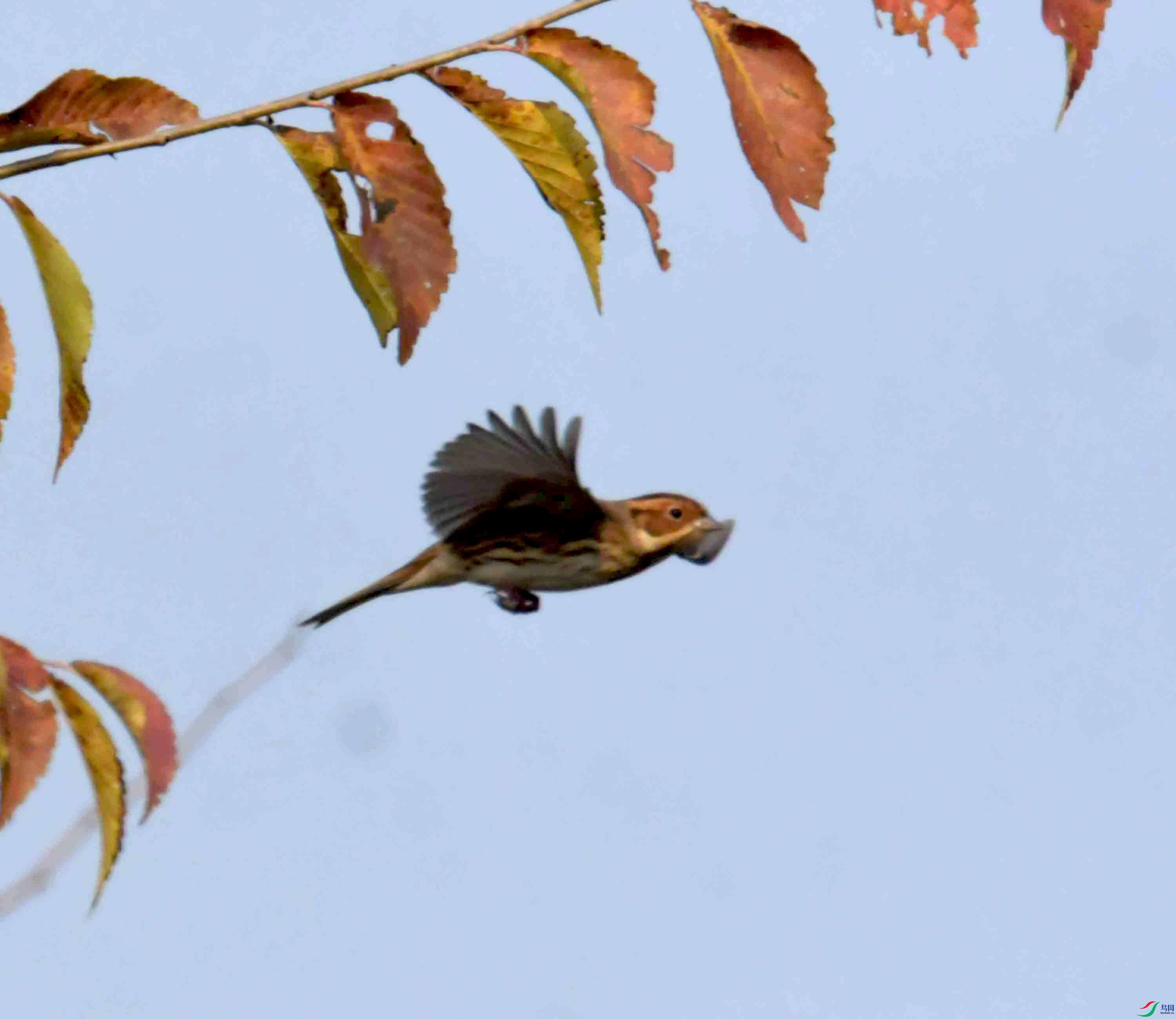 DSC_1632.JPG