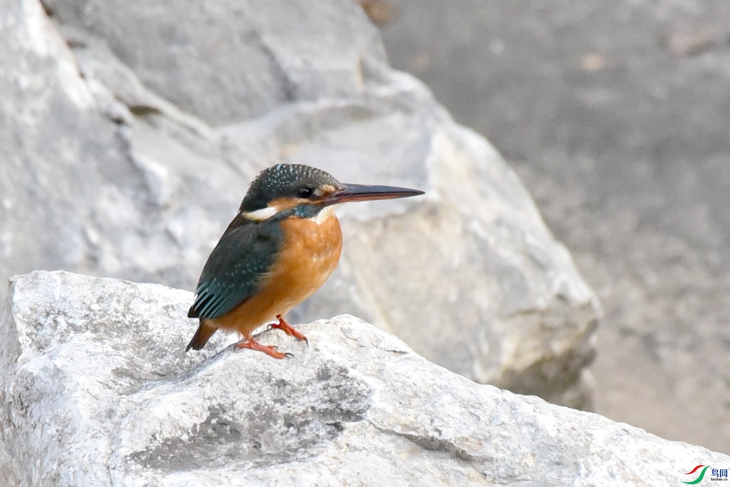 DSC_9868.JPG