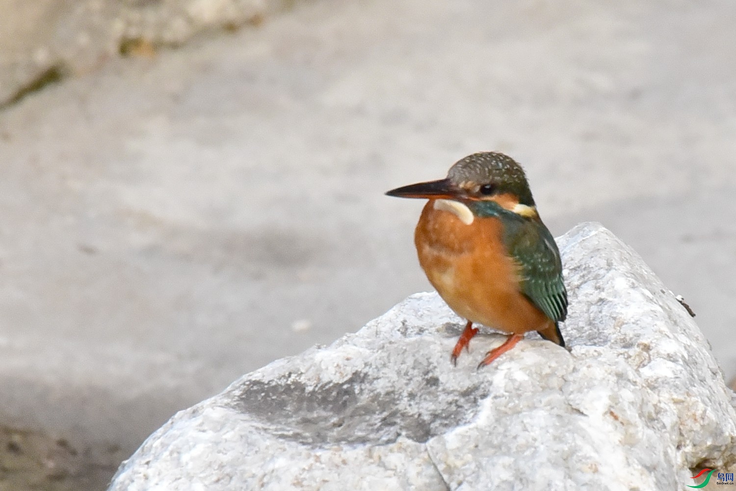 DSC_9895.JPG