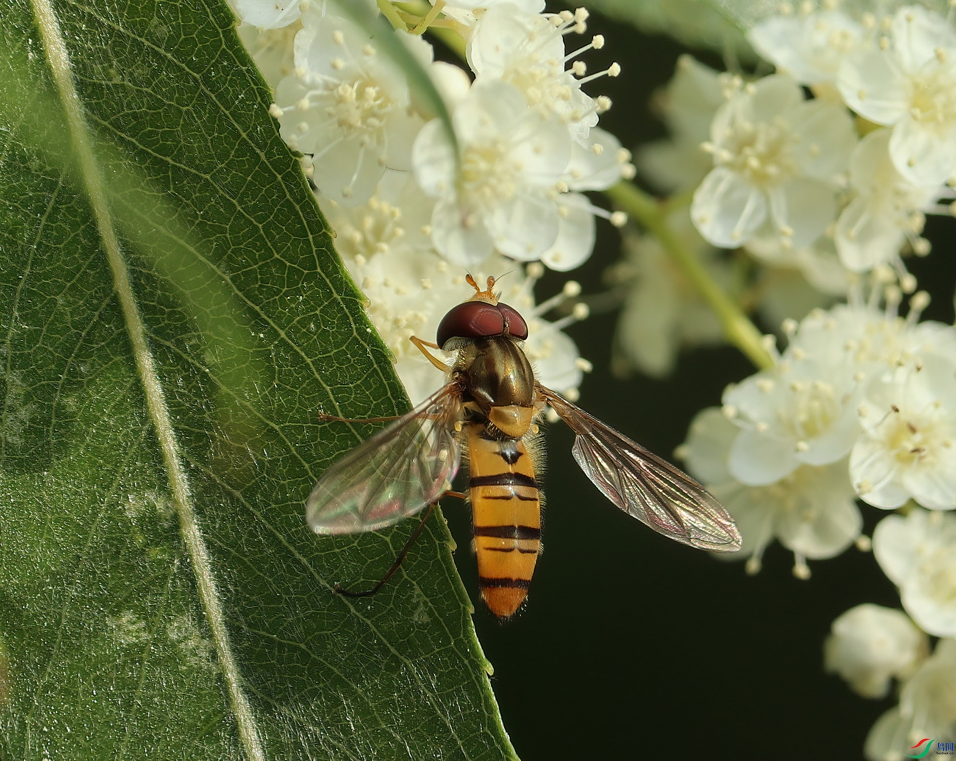 IMG_1356- ����.jpg