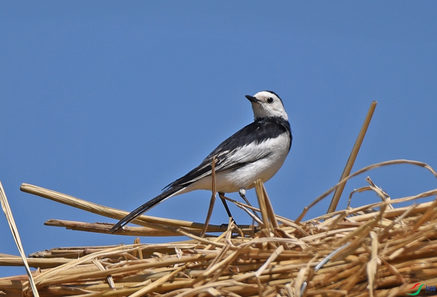 DSC_9856.jpg