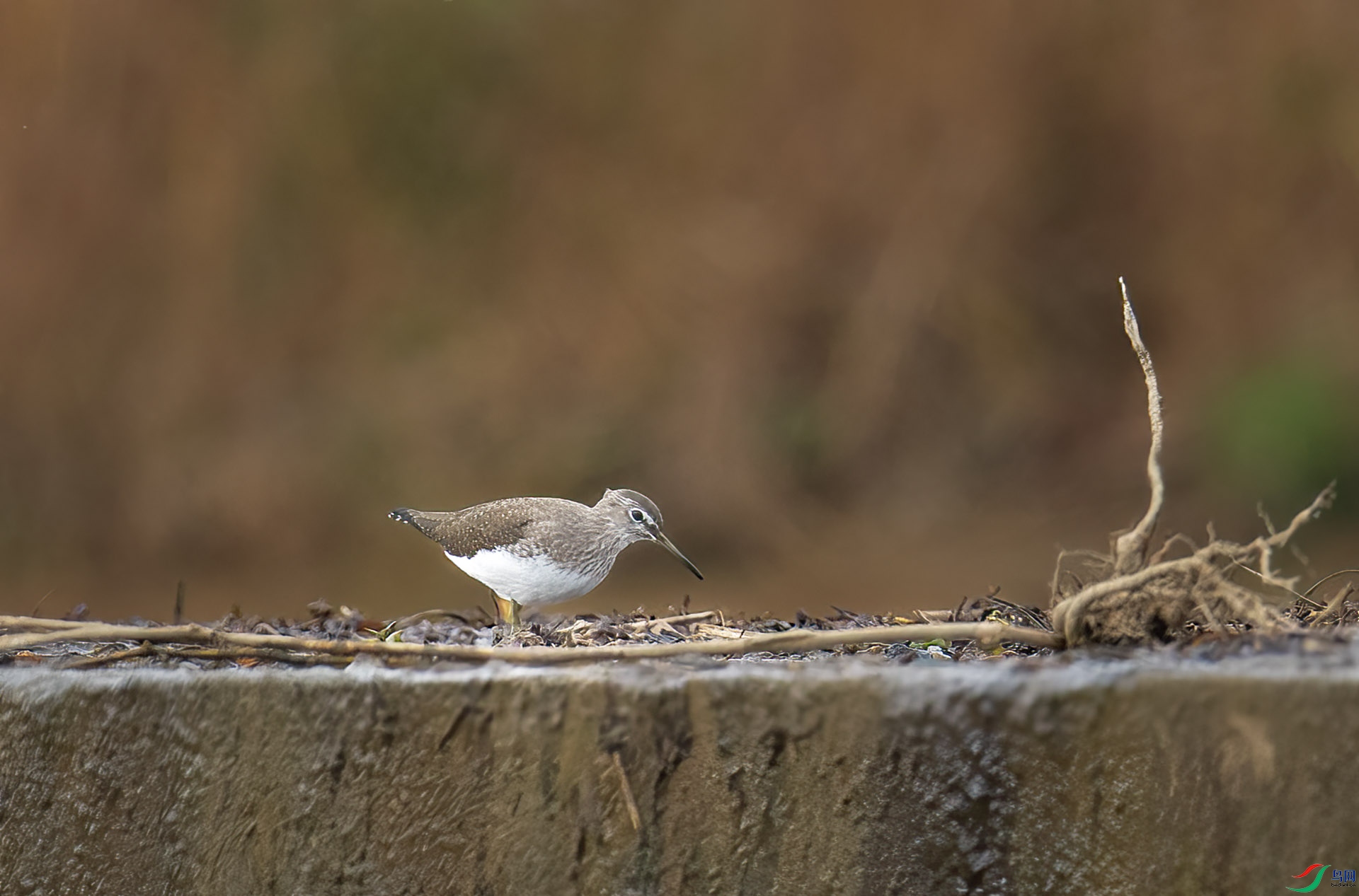 DSC_4742 -1.jpg