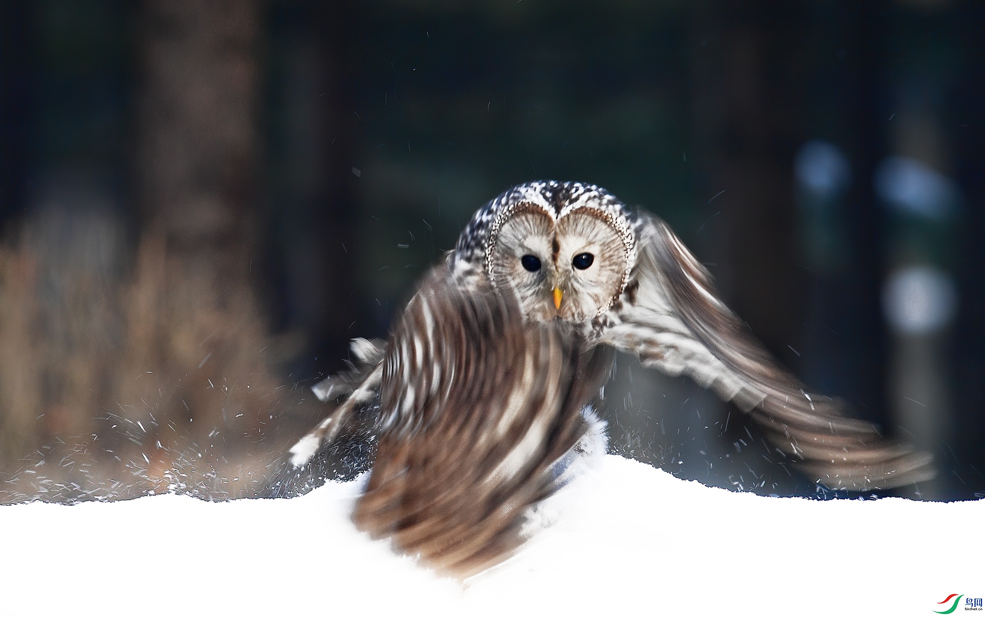 DSC_6055 -1.jpg