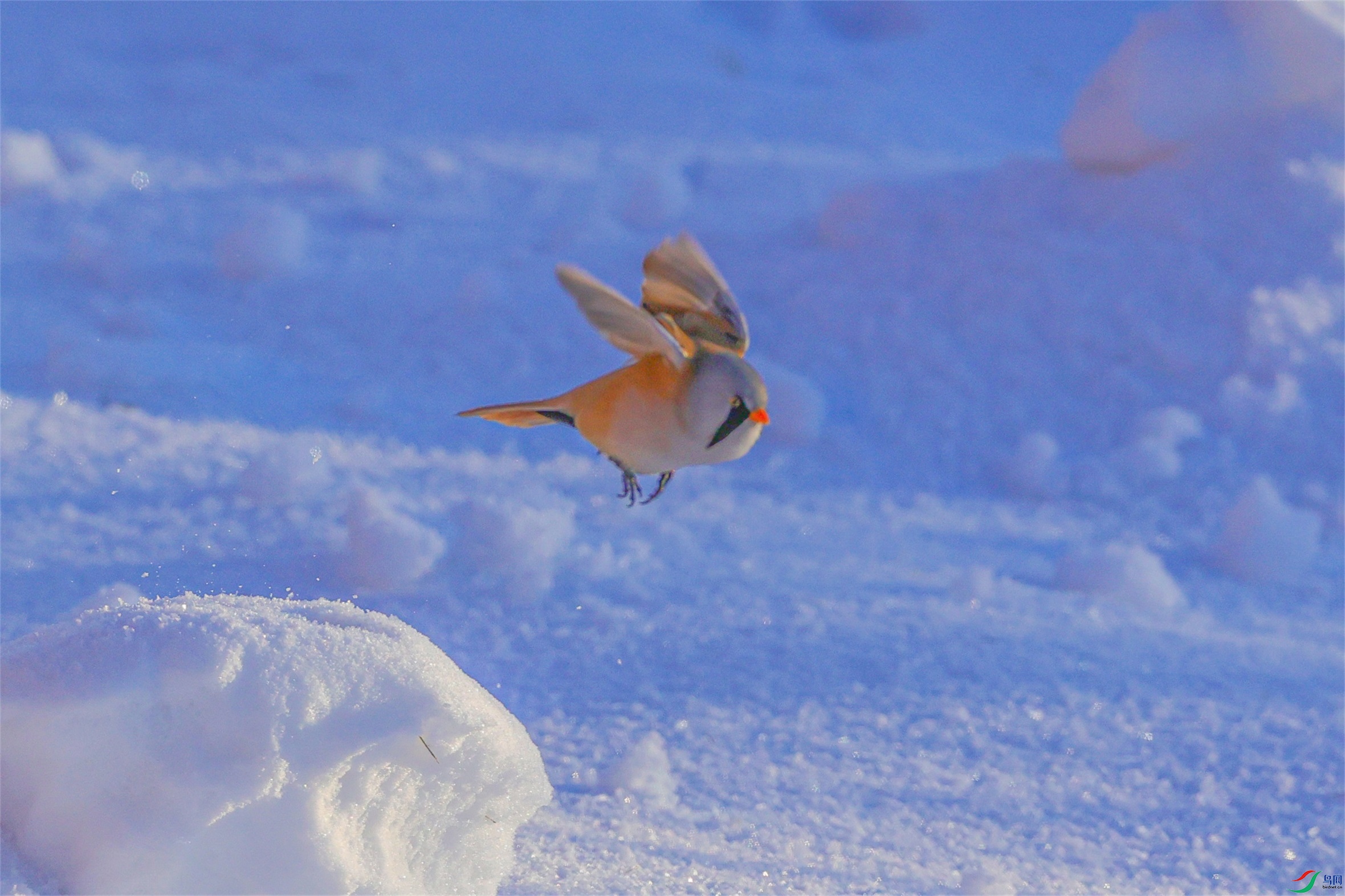 1K3A4818 ����2.jpg