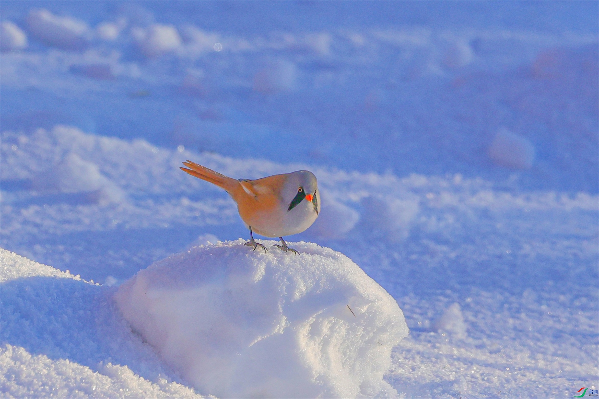 1K3A4816 ����2.jpg