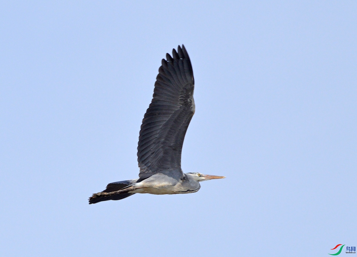 DSC_00992.jpg