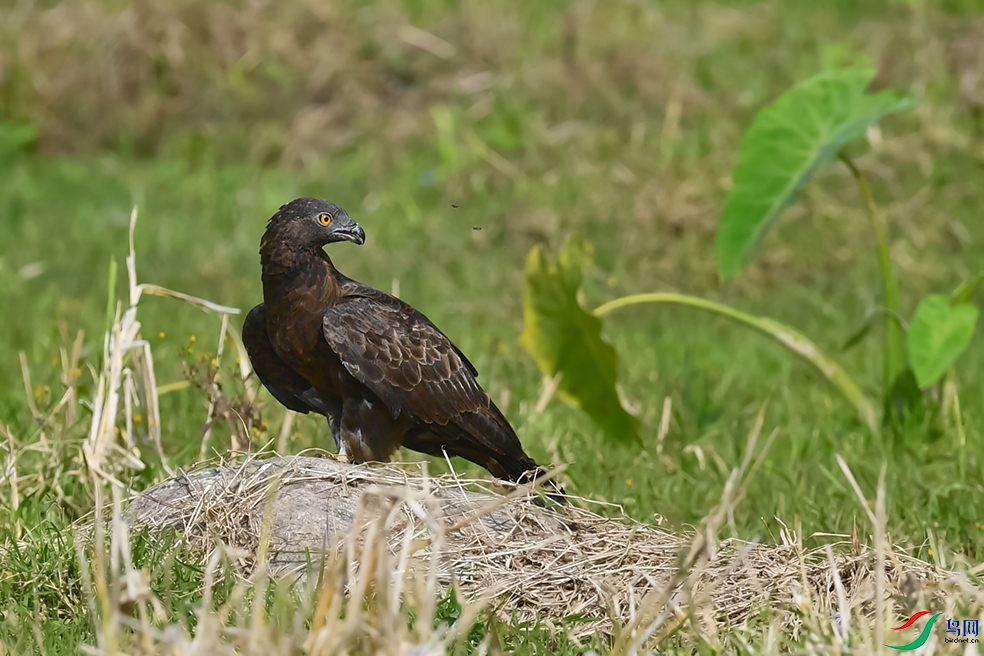 DSC_7452_DxOa.jpg