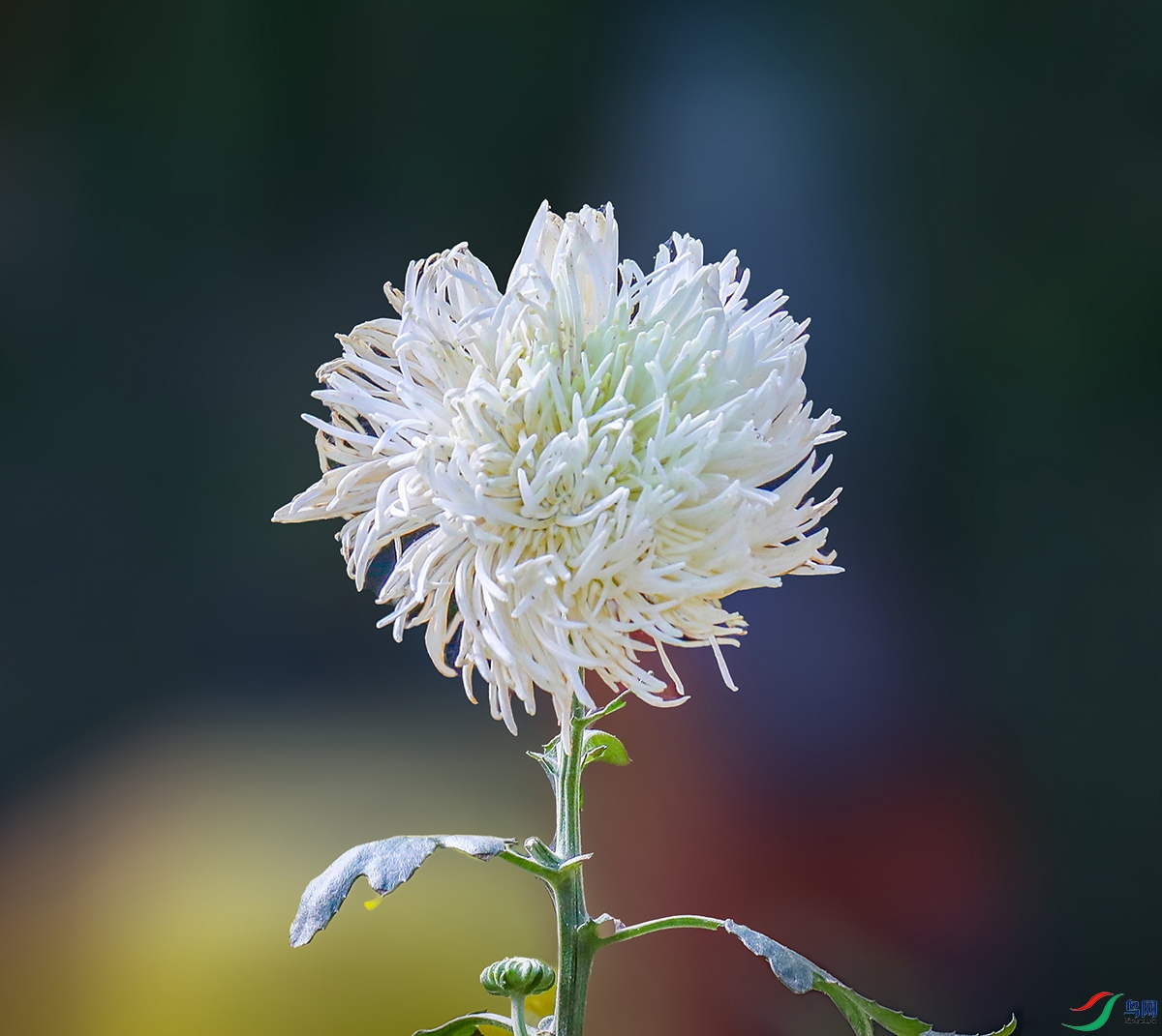 00000583A0291 ������ 500k0.jpg