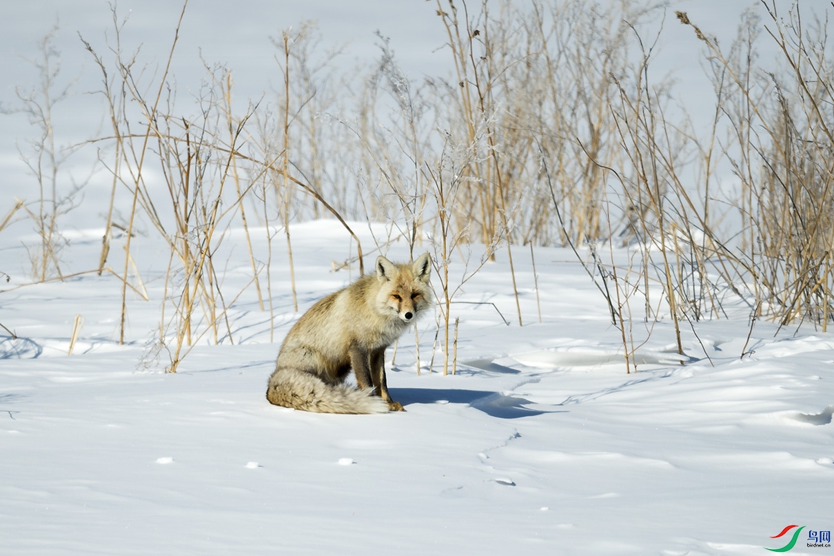 _DSC7393.jpg