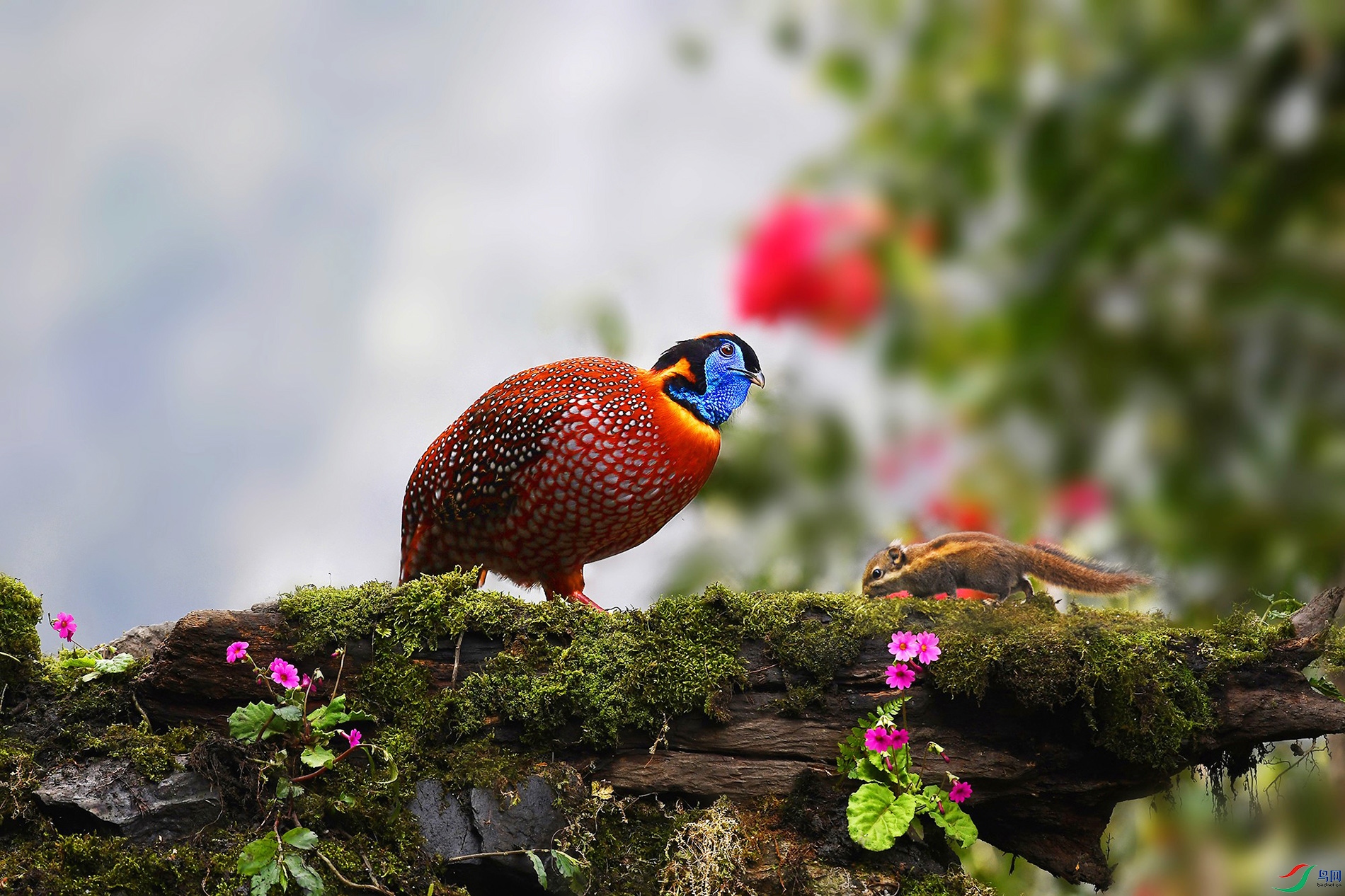 DSC_2496 - ����_.jpg