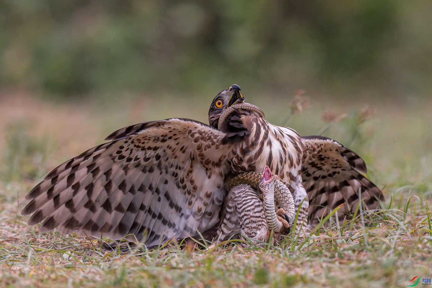 DSC_8034.jpg1.jpg