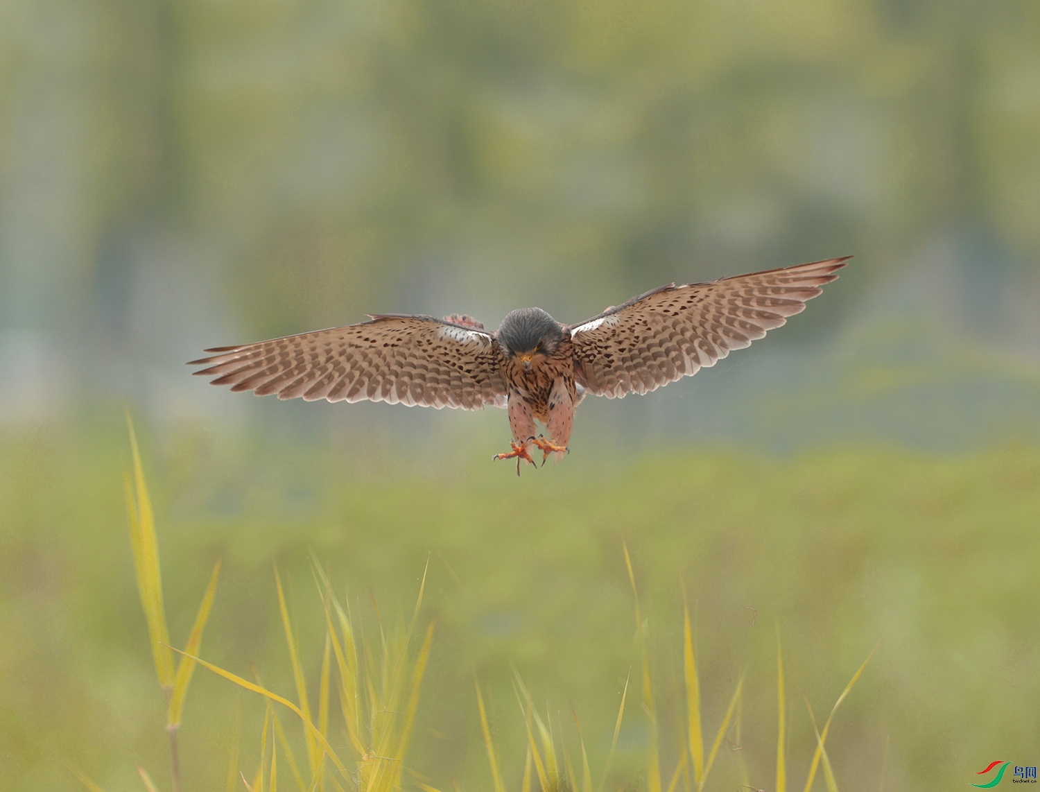 _DSC3932 - ����.JPG