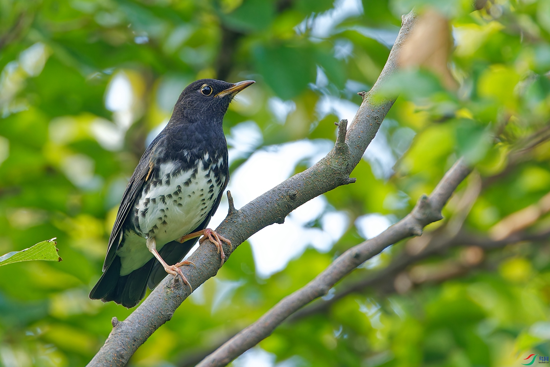 �ڻ�� - ����.jpg