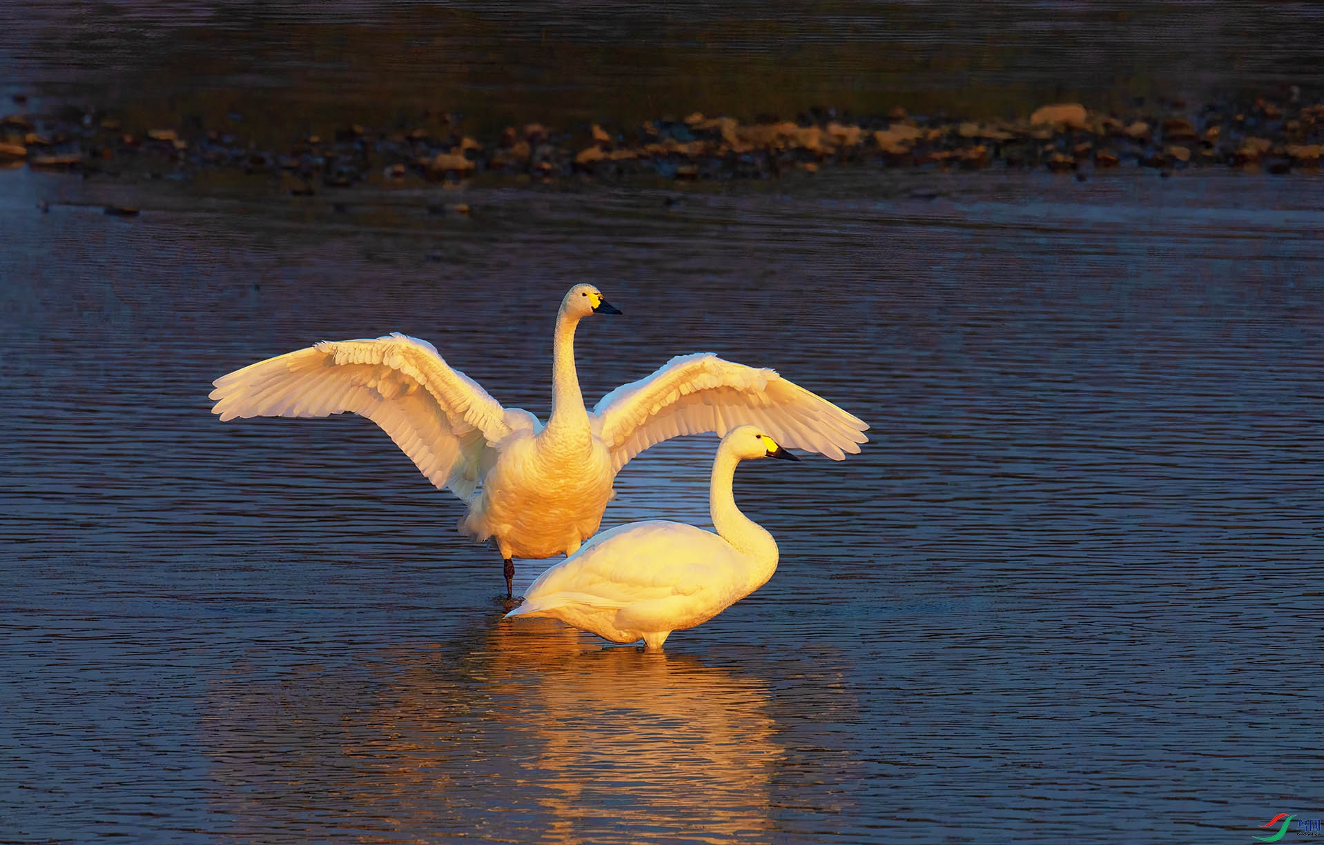 DSC_7333 ����.jpg