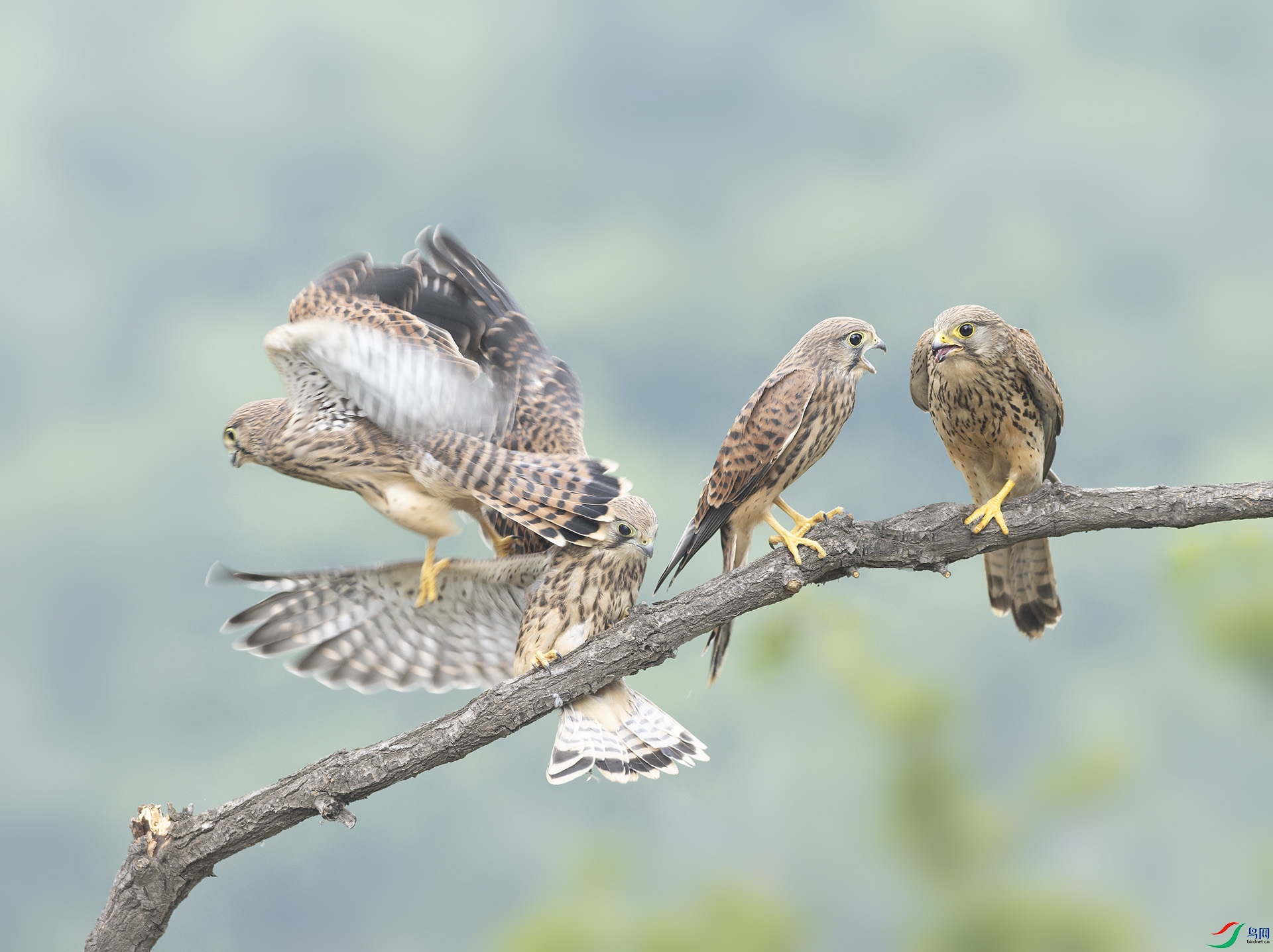 019A3700 ����.jpg
