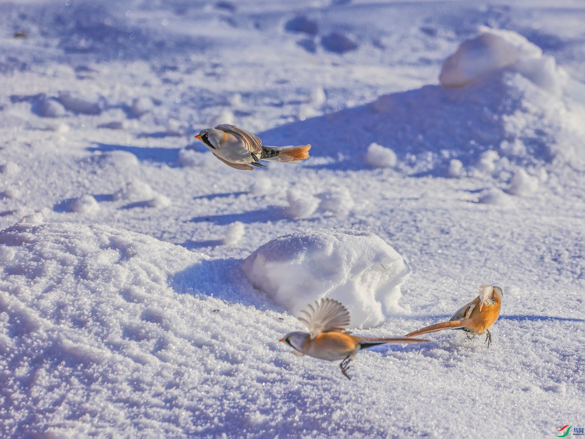 1K3A5376 ����1.jpg