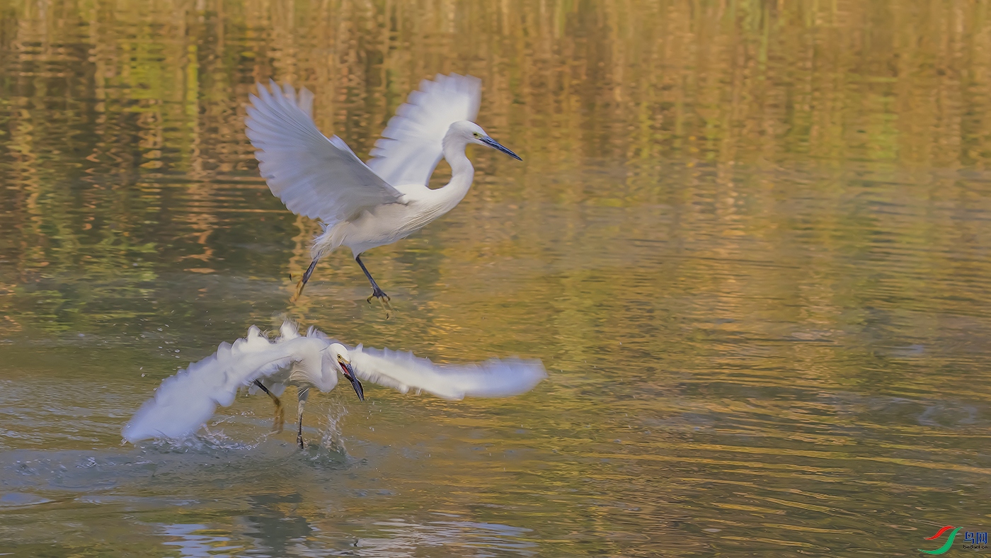 ���ز���