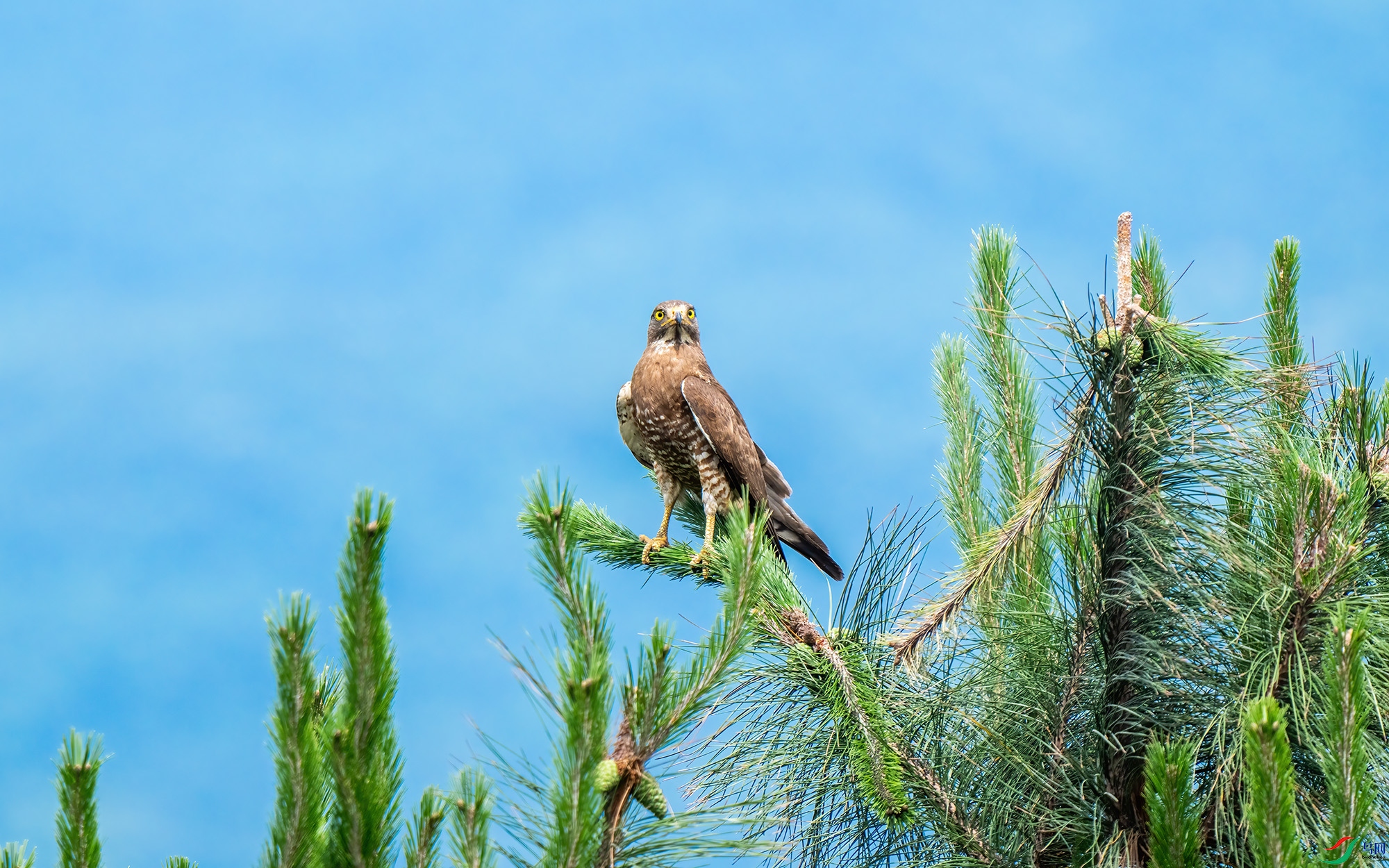 DSC09538-1.jpg
