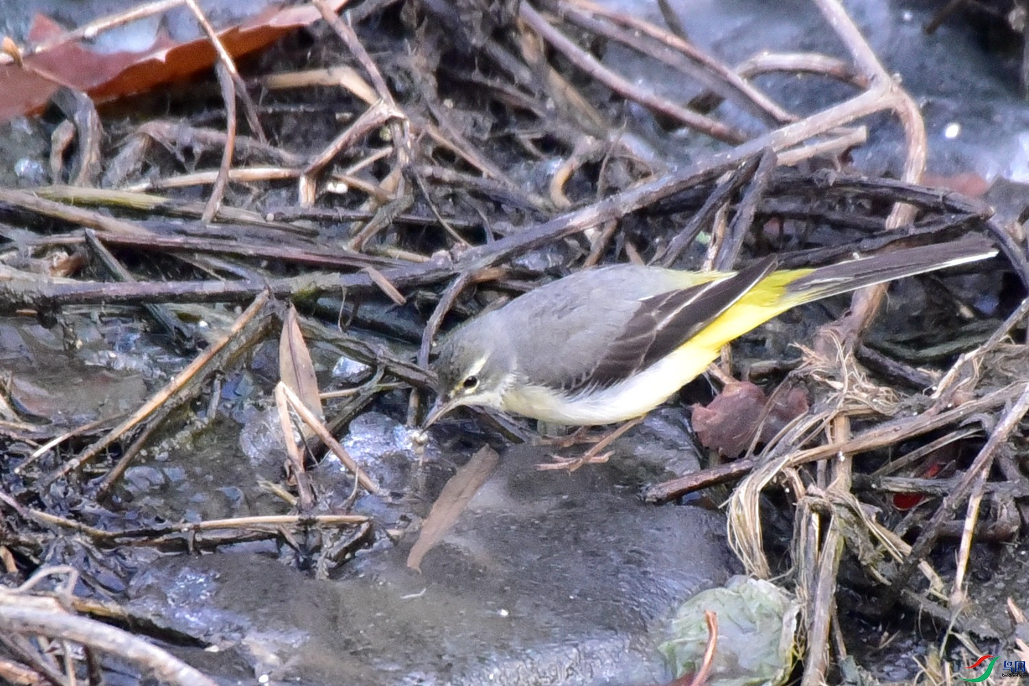DSC_9806.JPG