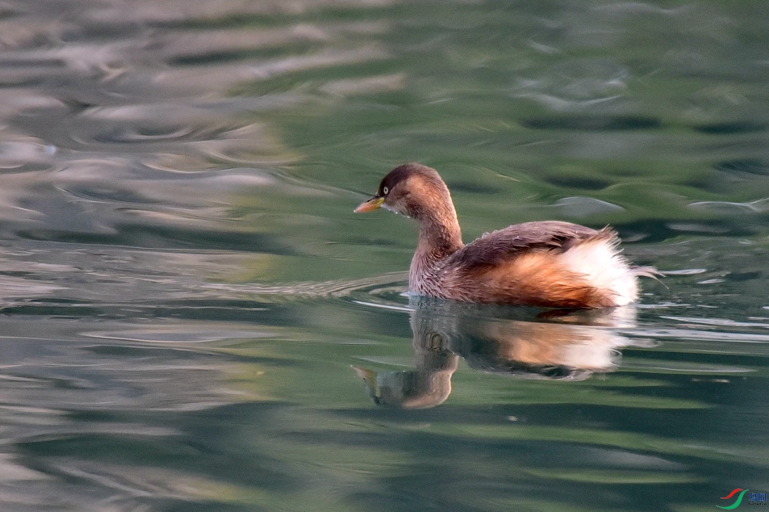 DSC_9306.JPG