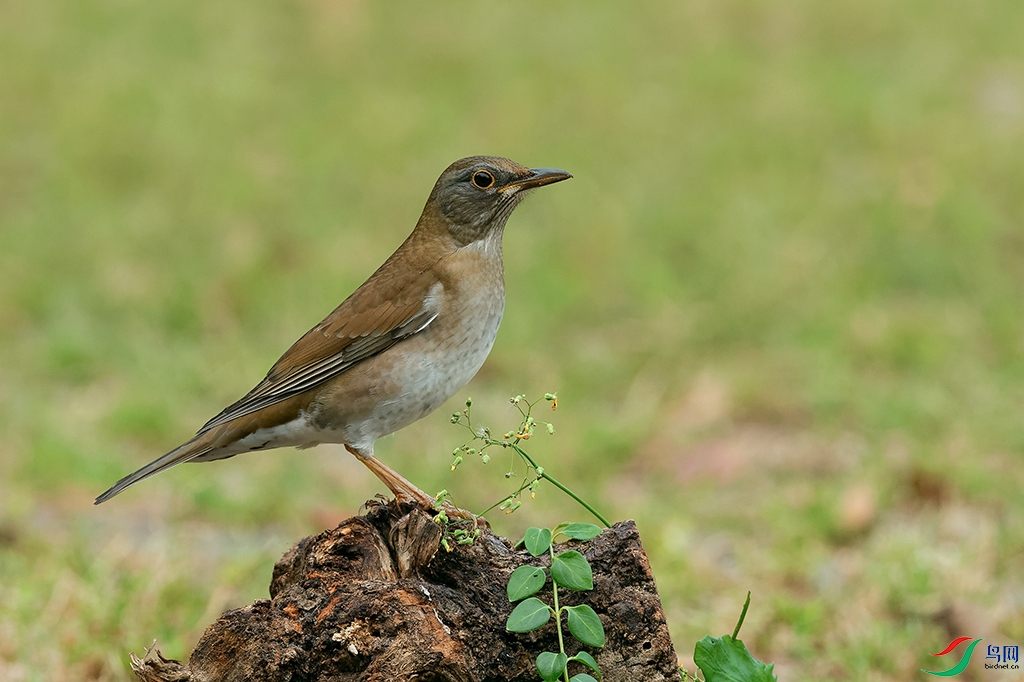 4DSC_1706_DxOa.jpg