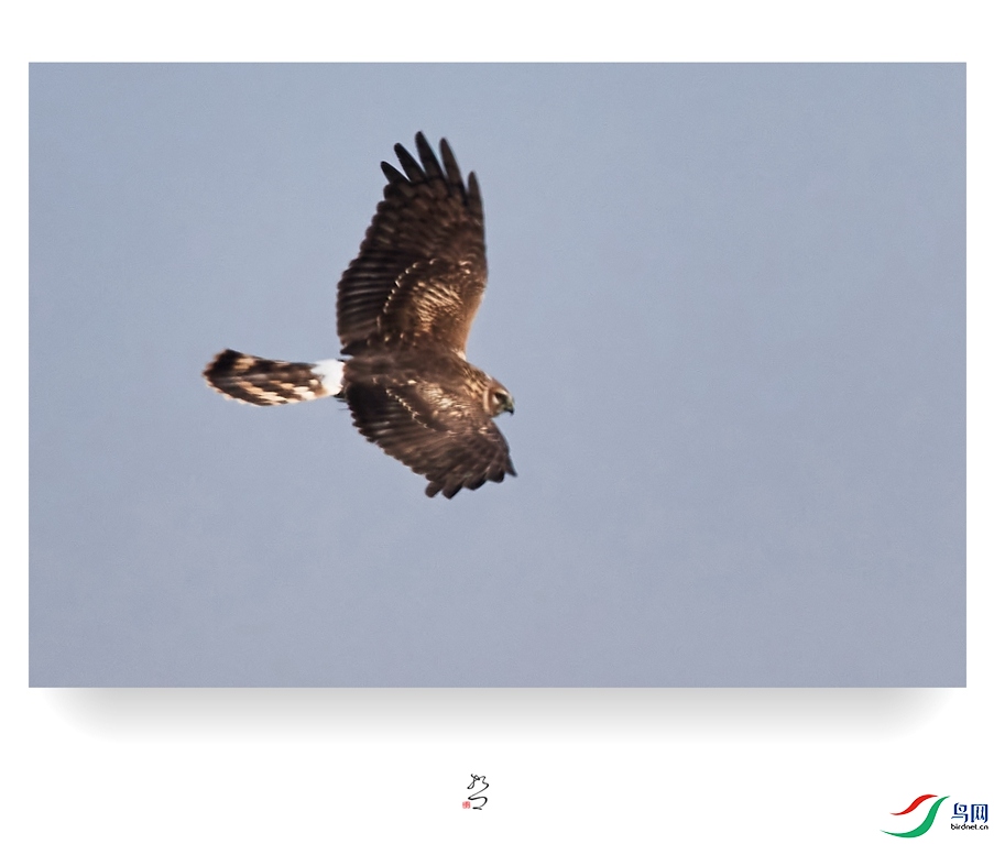 ����ʪ�� ̫ƽʪ��2022-12-11DSC_9399_����.jpg