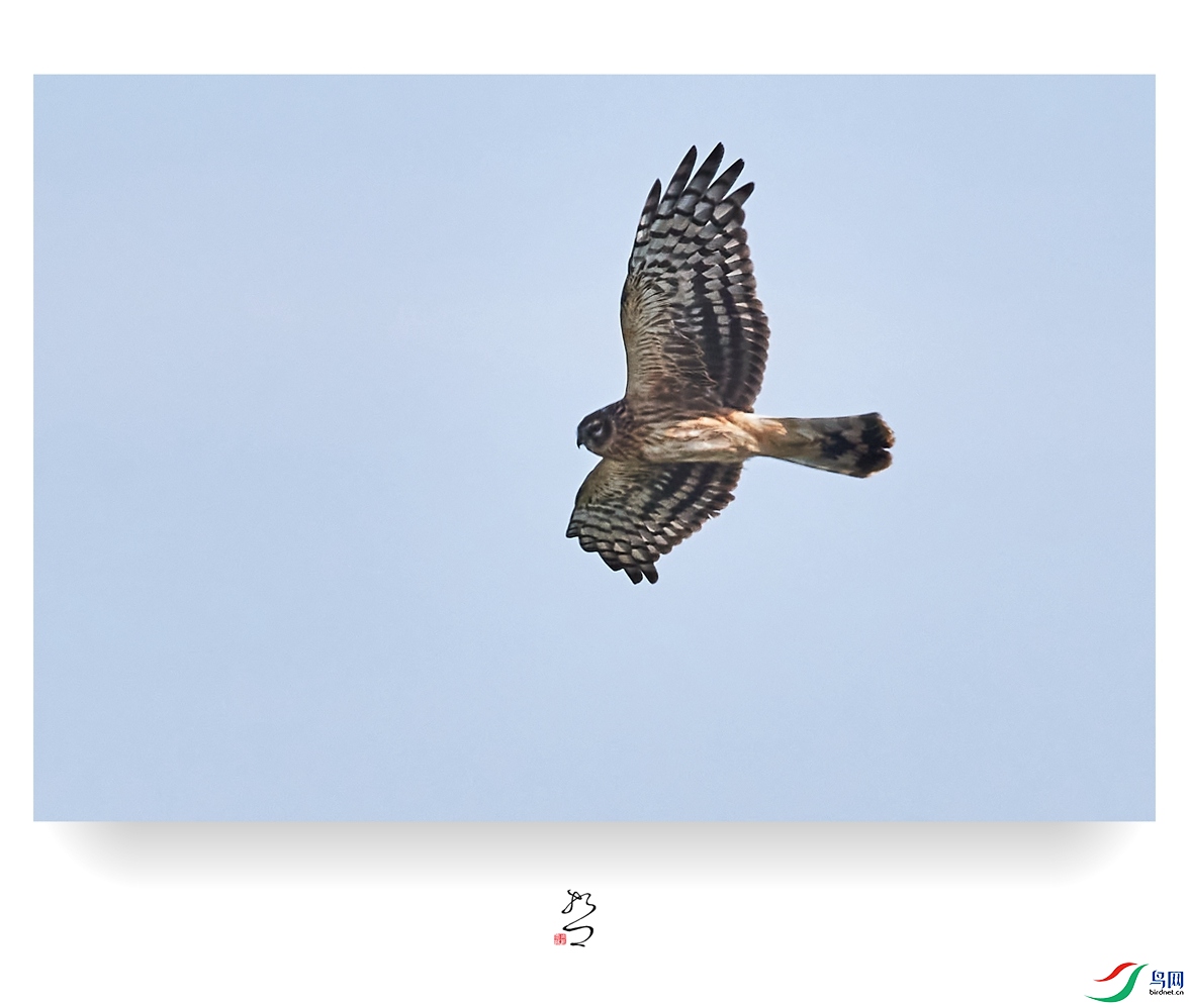 ����ʪ�� ̫ƽʪ��2022-12-11DSC_9413_����.jpg