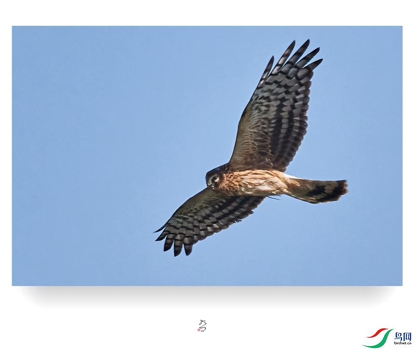����ʪ�� ̫ƽʪ��2022-12-11DSC_9439_����.jpg