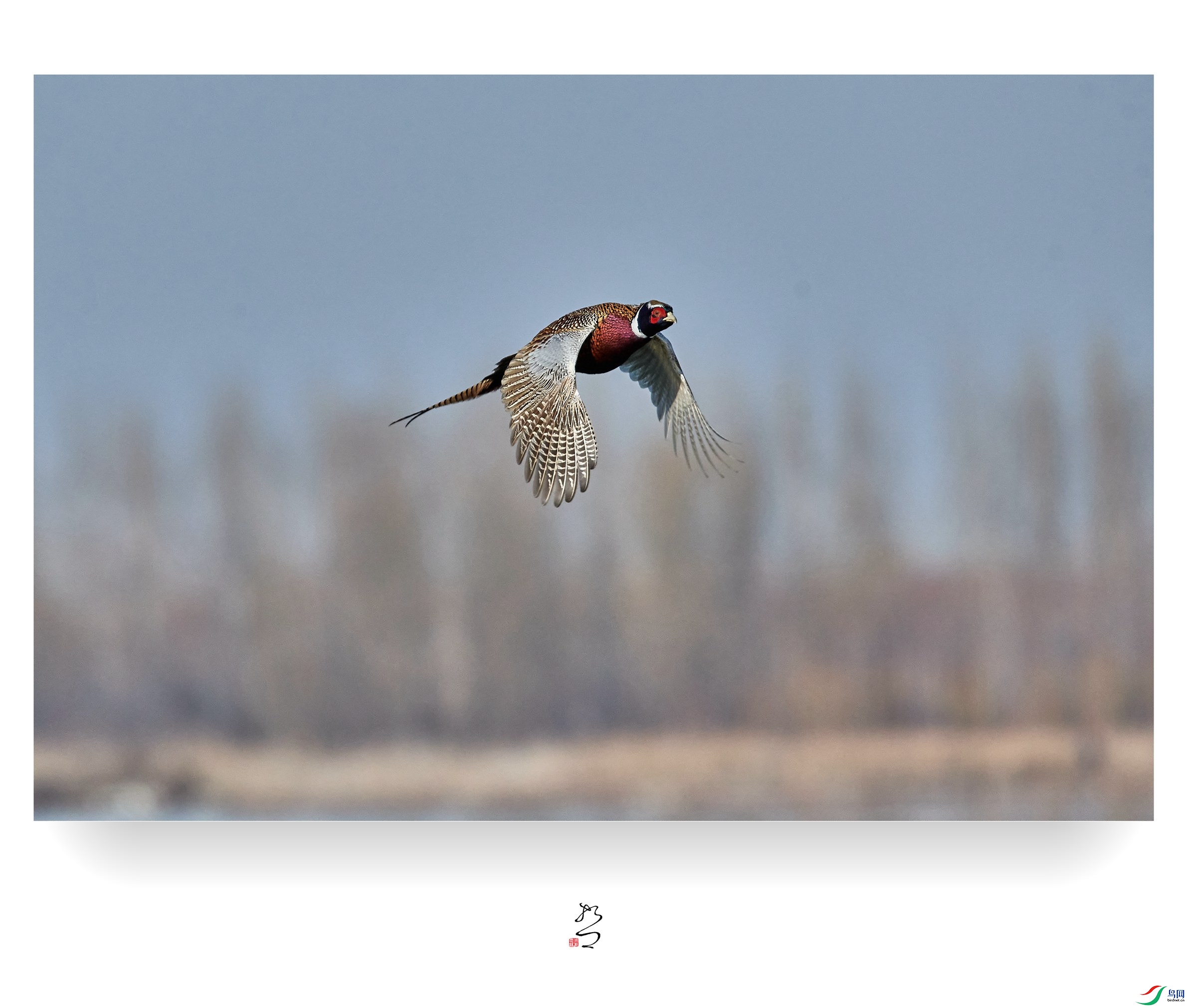 ����ʪ�� ̫ƽʪ��2022-12-11DSC_0016_����.jpg