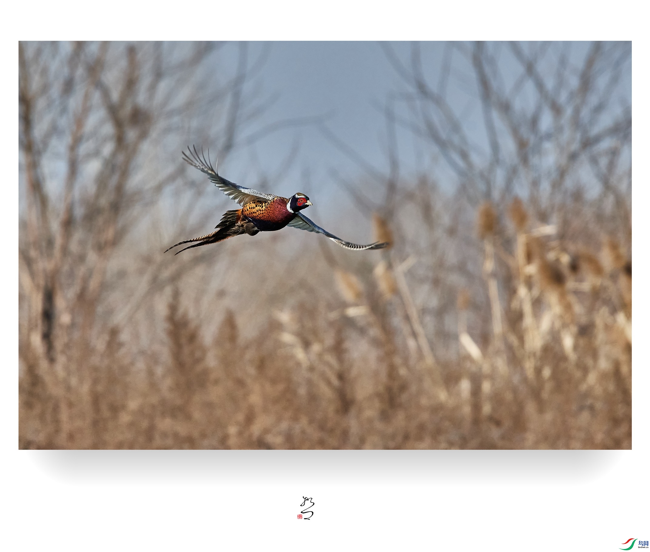 ����ʪ�� ̫ƽʪ��2022-12-11DSC_0014_����.jpg